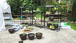 金属温室大棚育苗架花架 可移动 蘑菇菜苗树苗种植架 中山常胜