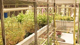香港农场园艺场，花店，立体种植场，培植机构案例
